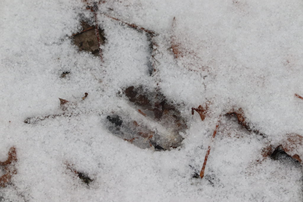 exploring winter deer track 