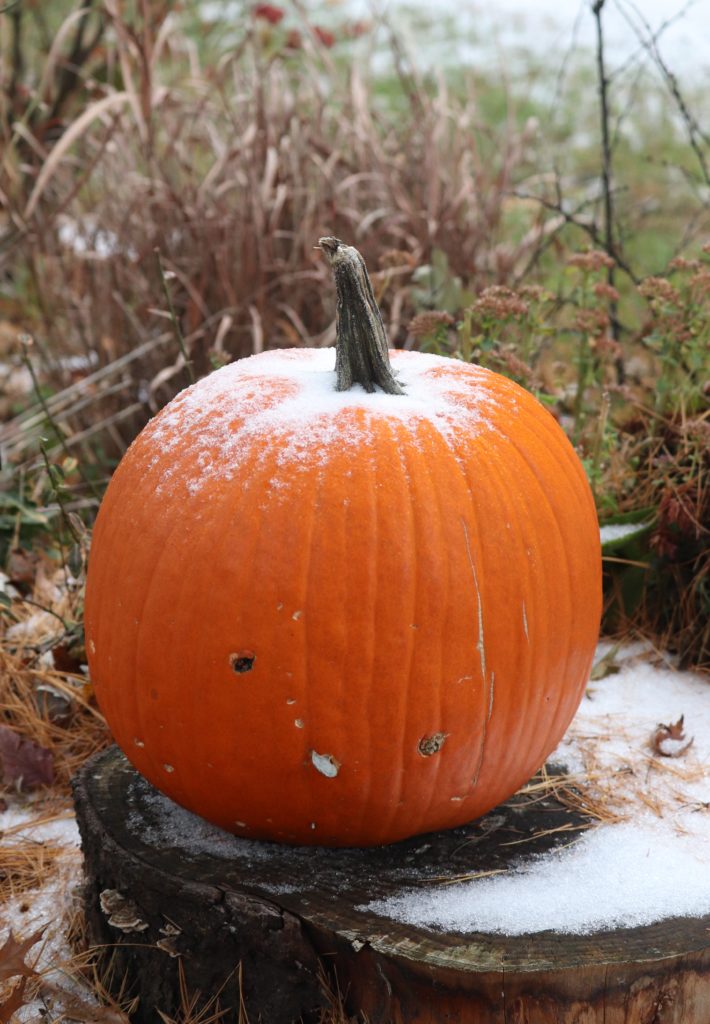 Mrs. C's pumpkin feeling chilly