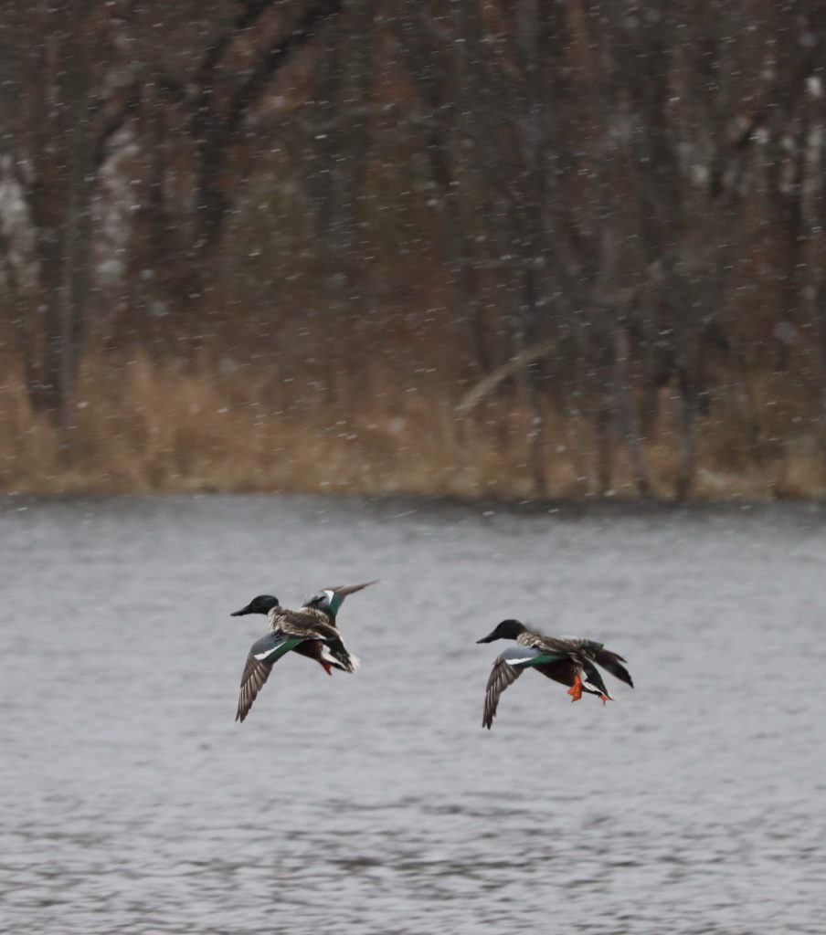 wild northern shoveler nature preserve Indiana