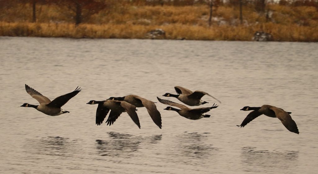 wild geese exploring nature preserve