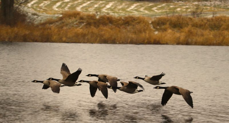 wild nature preserve geese field of snow