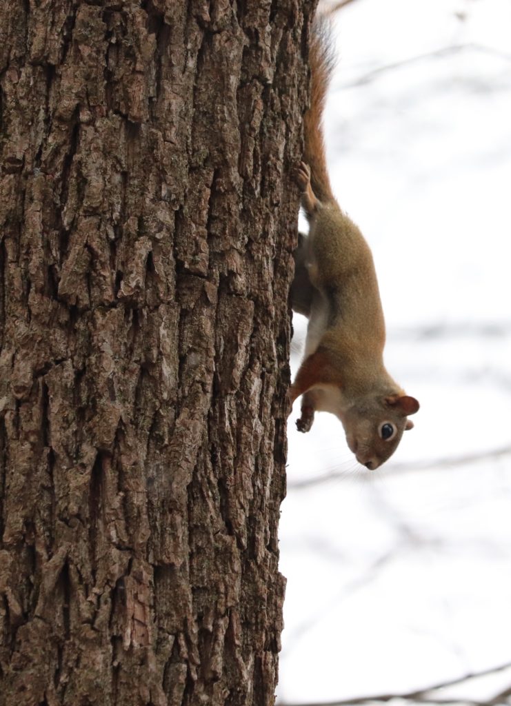 little red squirrel nature preserve