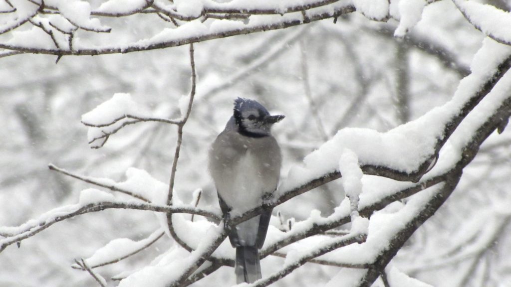 blue jay winter exploring outdoors