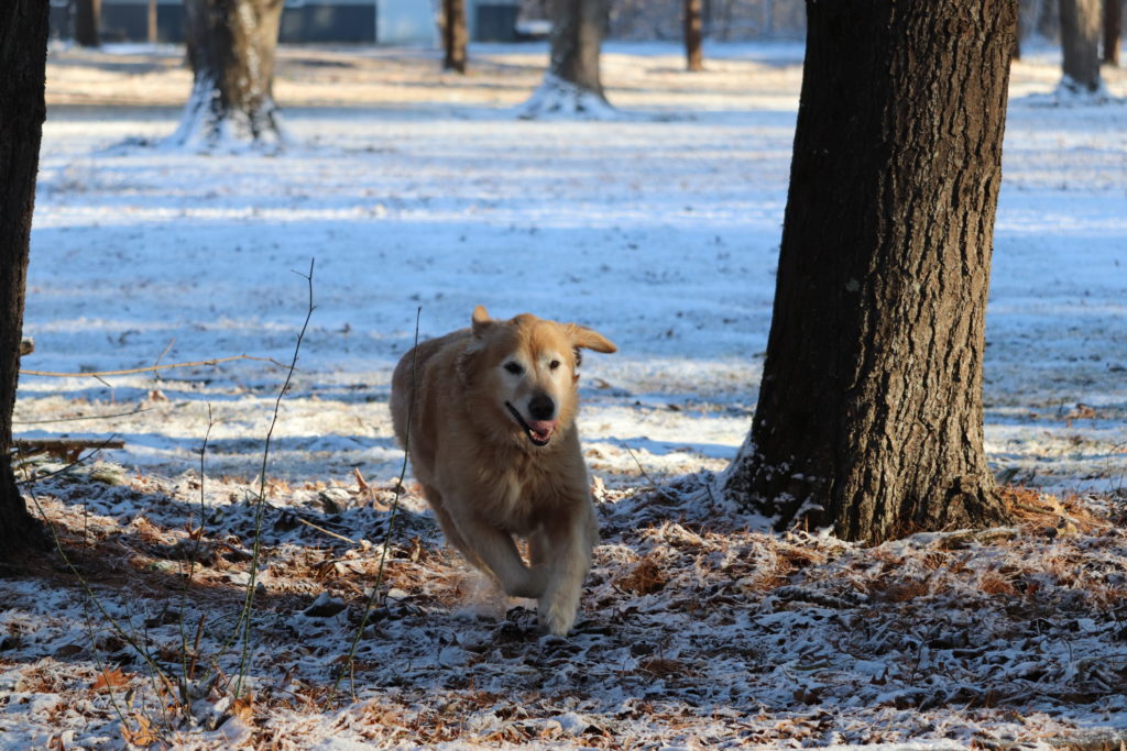 Oliver enjoying 3rd snow