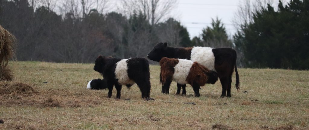 Belted Gallaway cows at the Hermitage