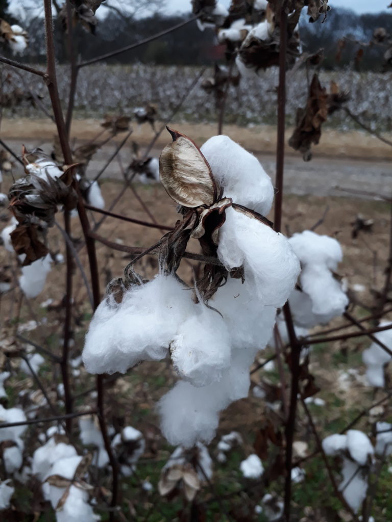 cotton plantation Andrew Jackson's home