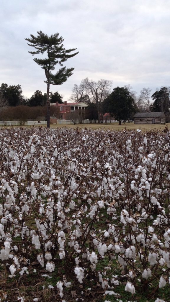 Cotton field at Hermitage