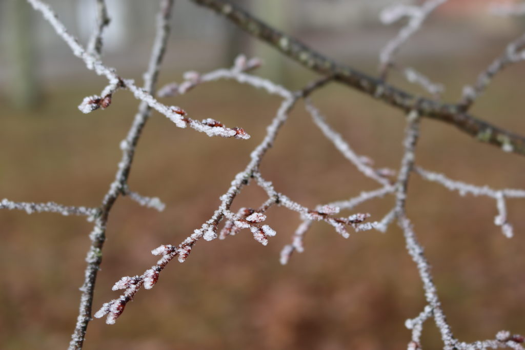 Frozen twigs