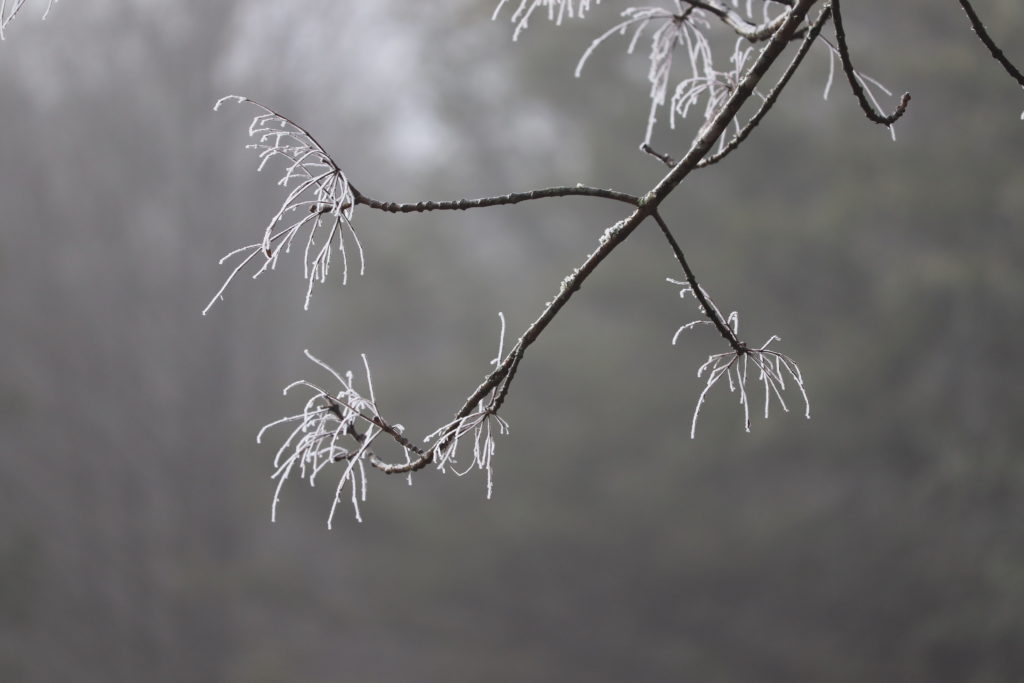 ice on pine needles