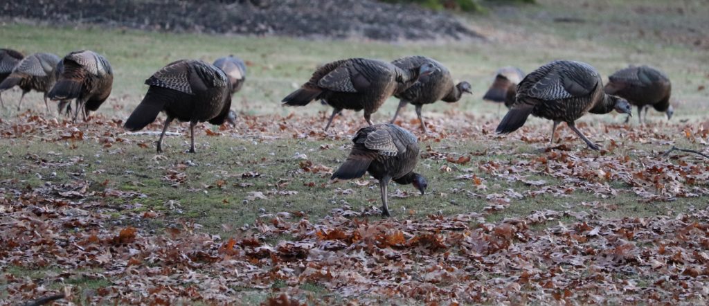 wild turkeys