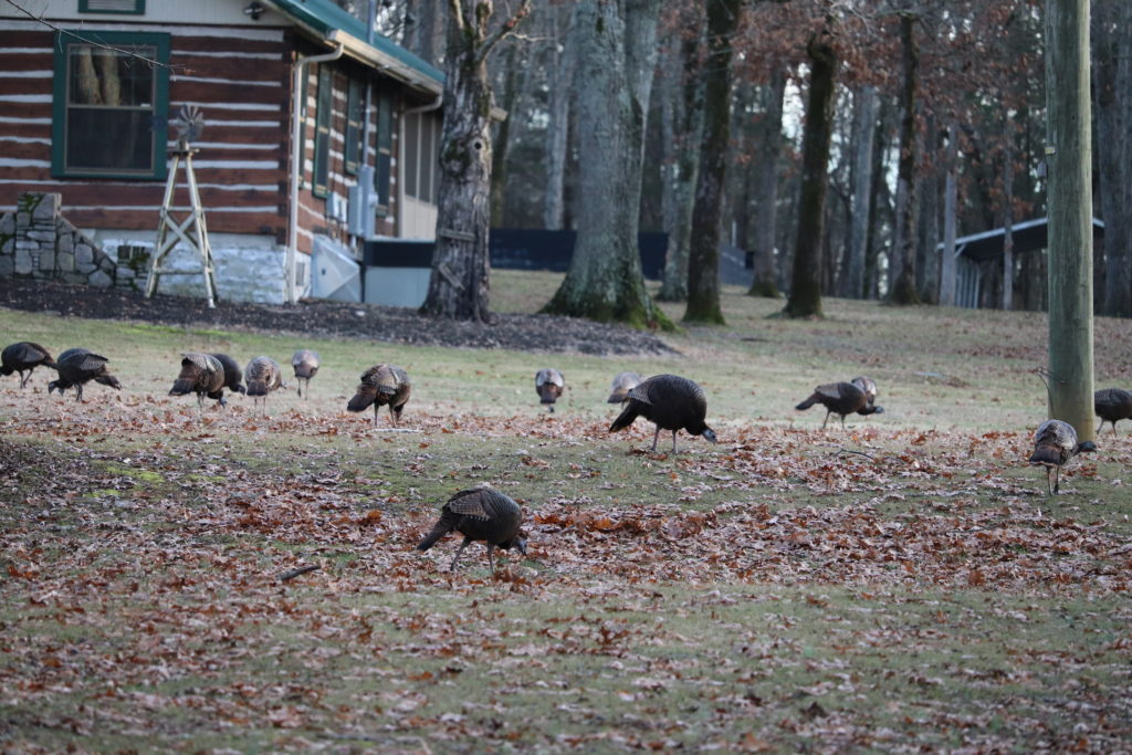 wild turkeys in middle TN