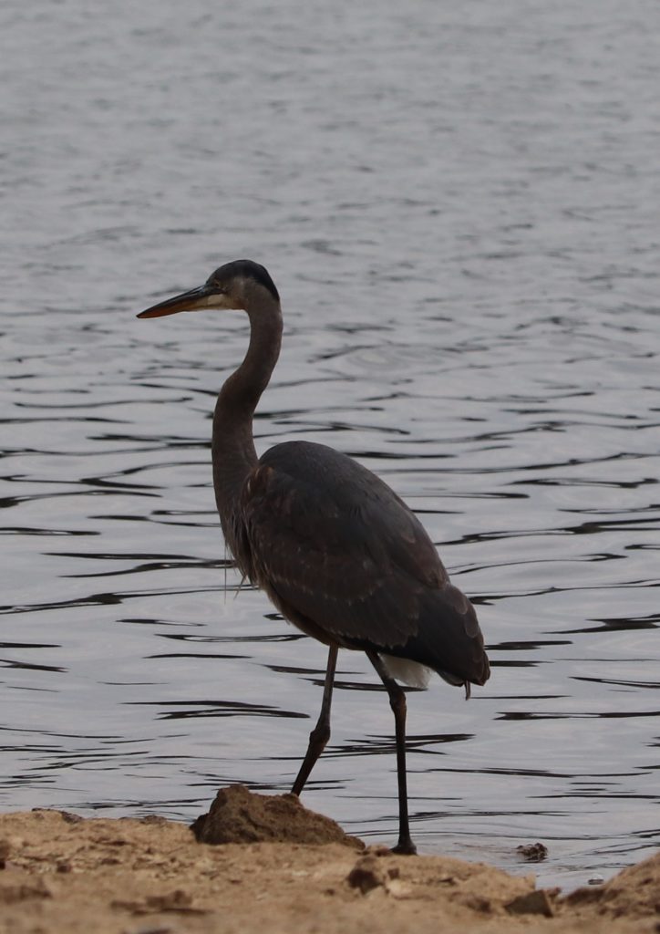 heron