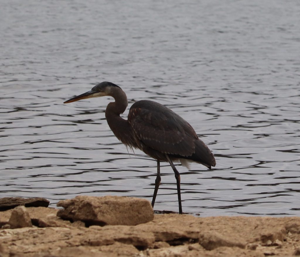 heron at J Percy Priest Reservoir