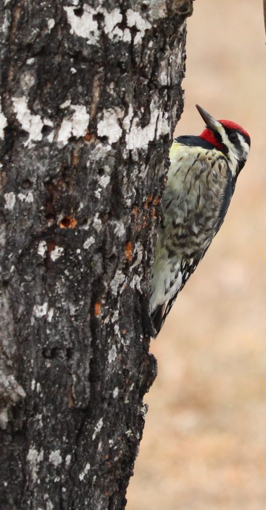 Male yellow-bellied woodpecker