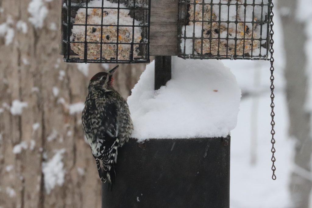 yellow bellied sapsucker