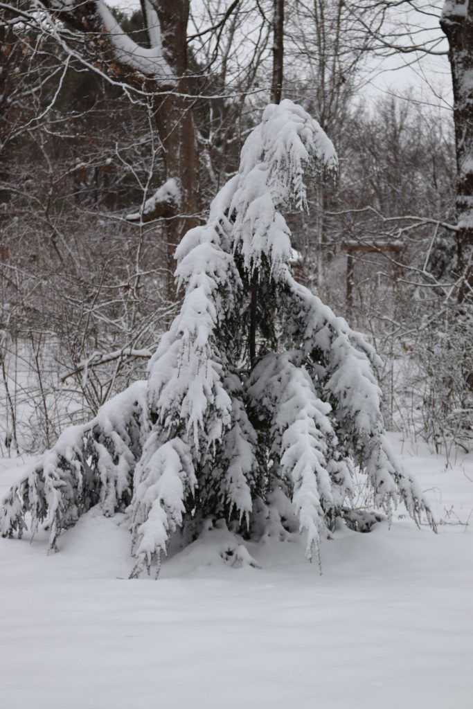 droopy pine