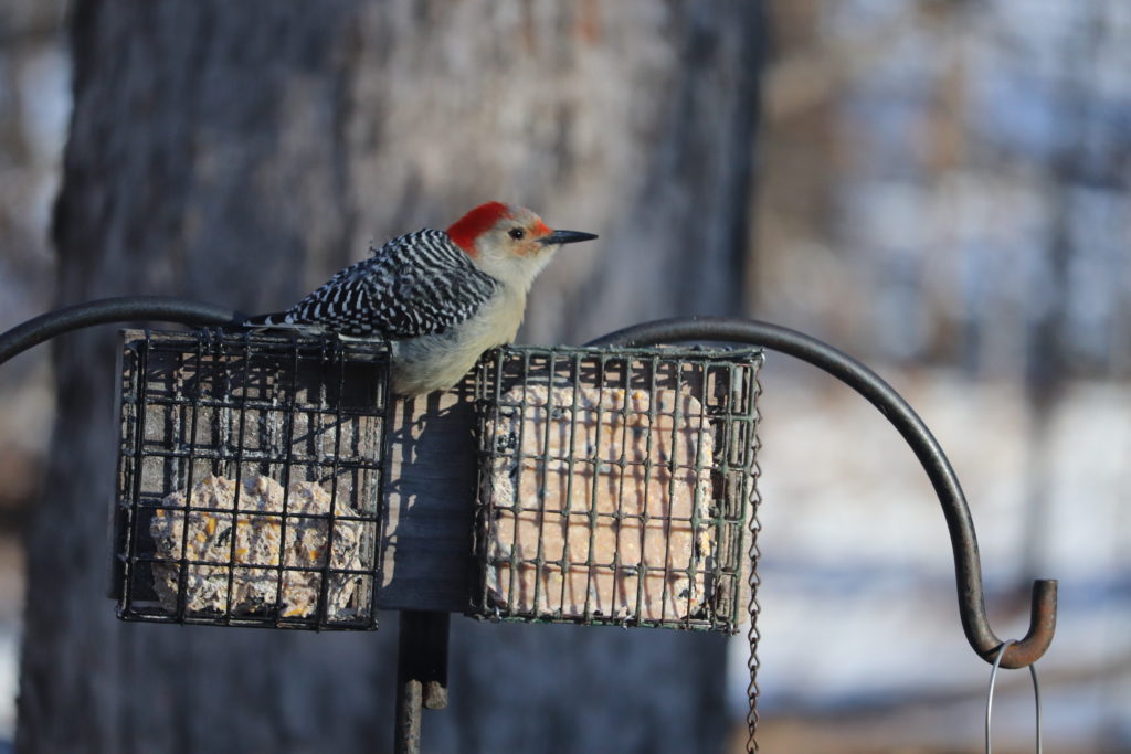 Redheaded Woodpecker