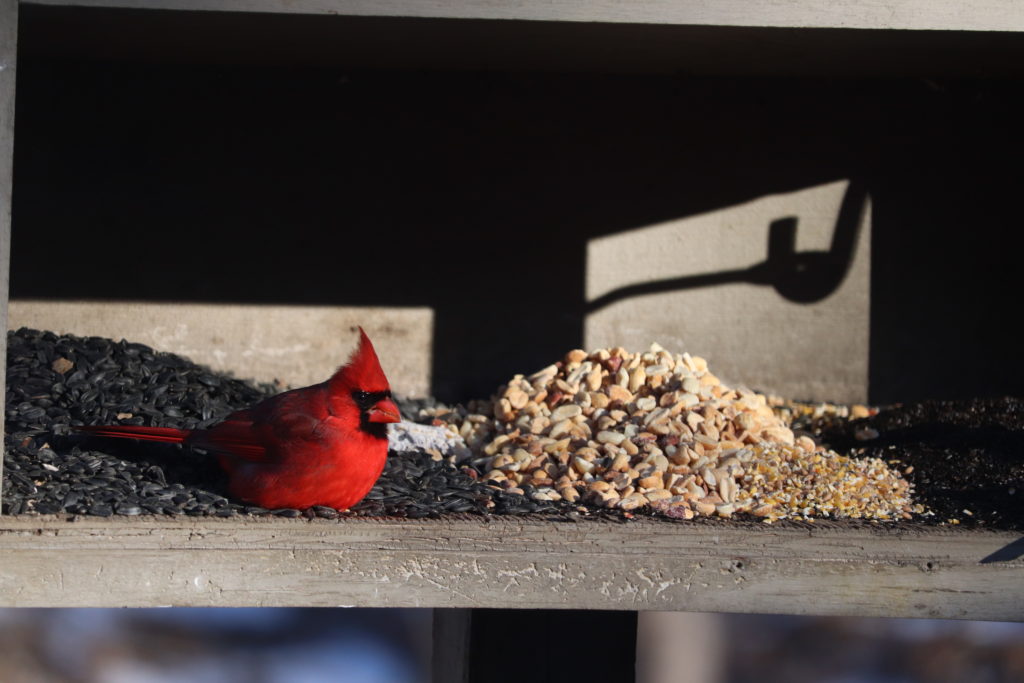 Male cardinal