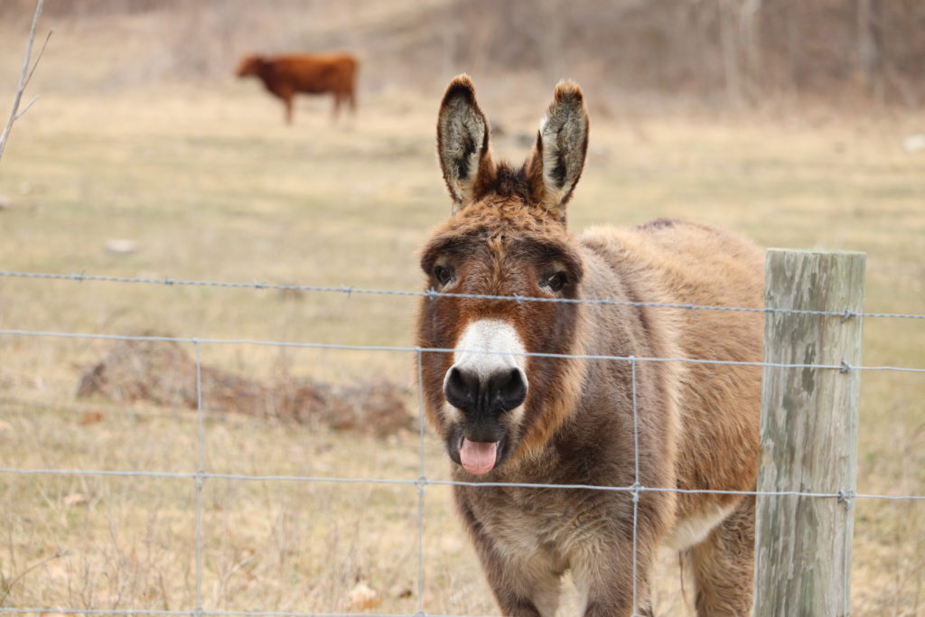 bossy donkey