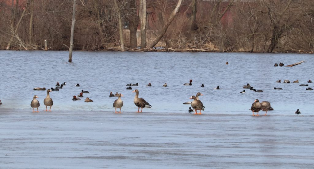 white fronted geese