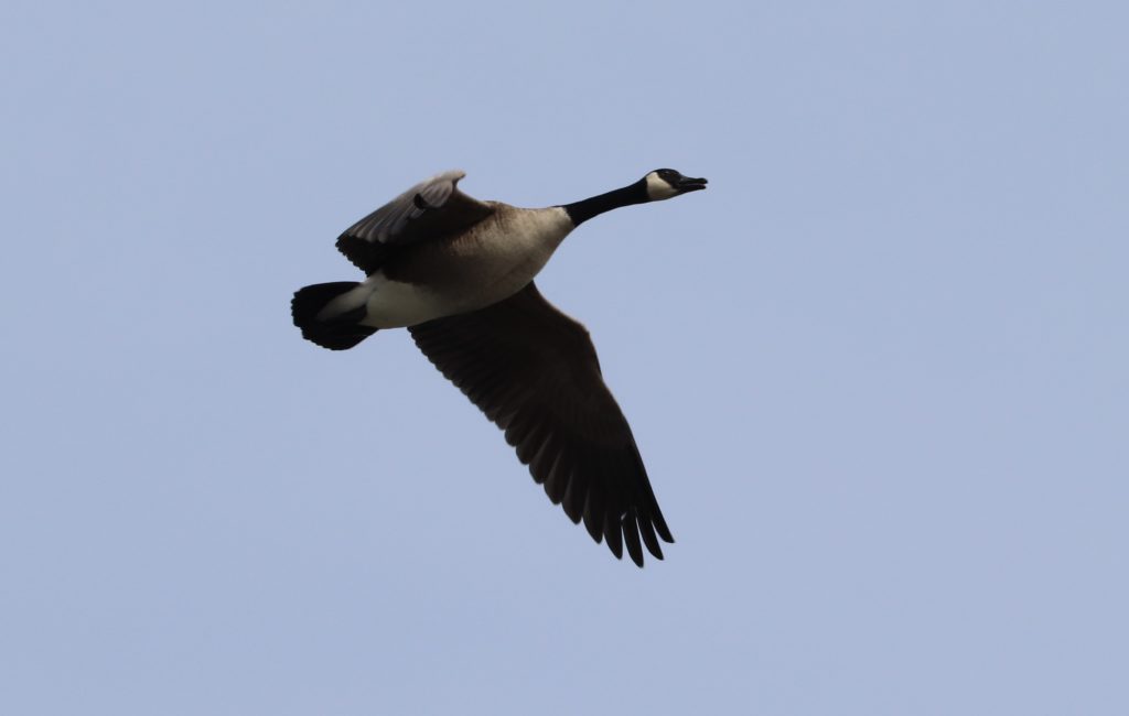 flying canada goose