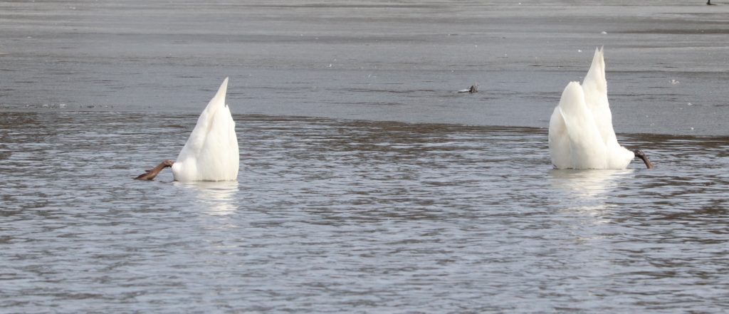 Swans feeding with bottoms up