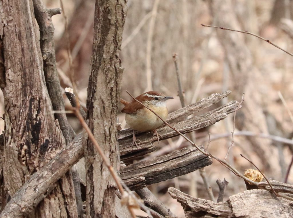 Carolina wren