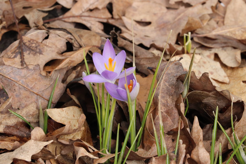 spring crocus