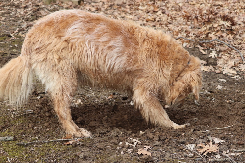 Oliver digging for mole