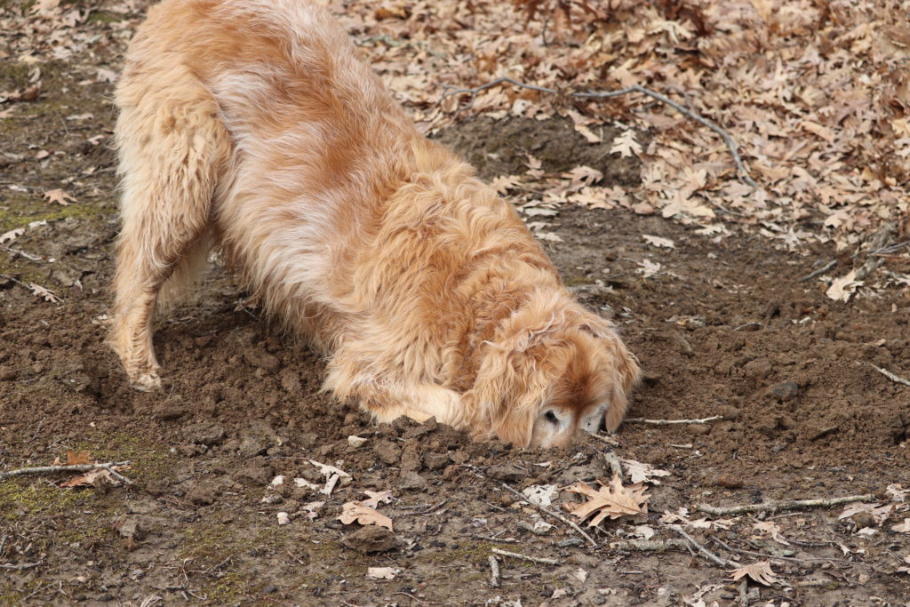 dog sniffing out a mole tunnel