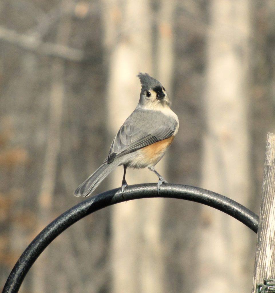 tufted titmouse