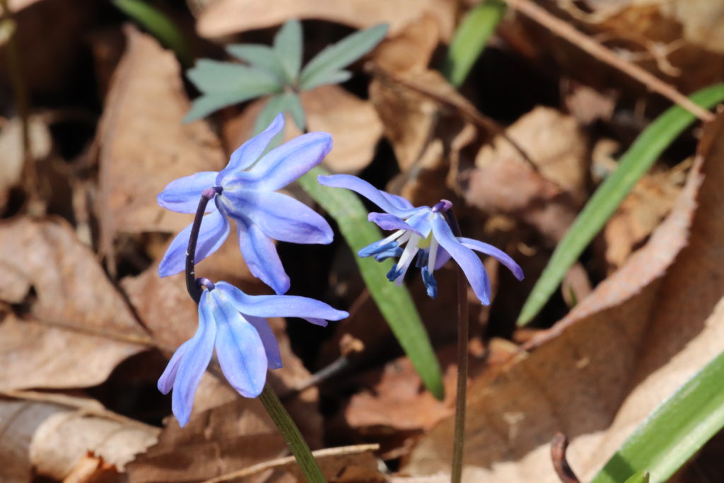 Wood squill or Bluebell